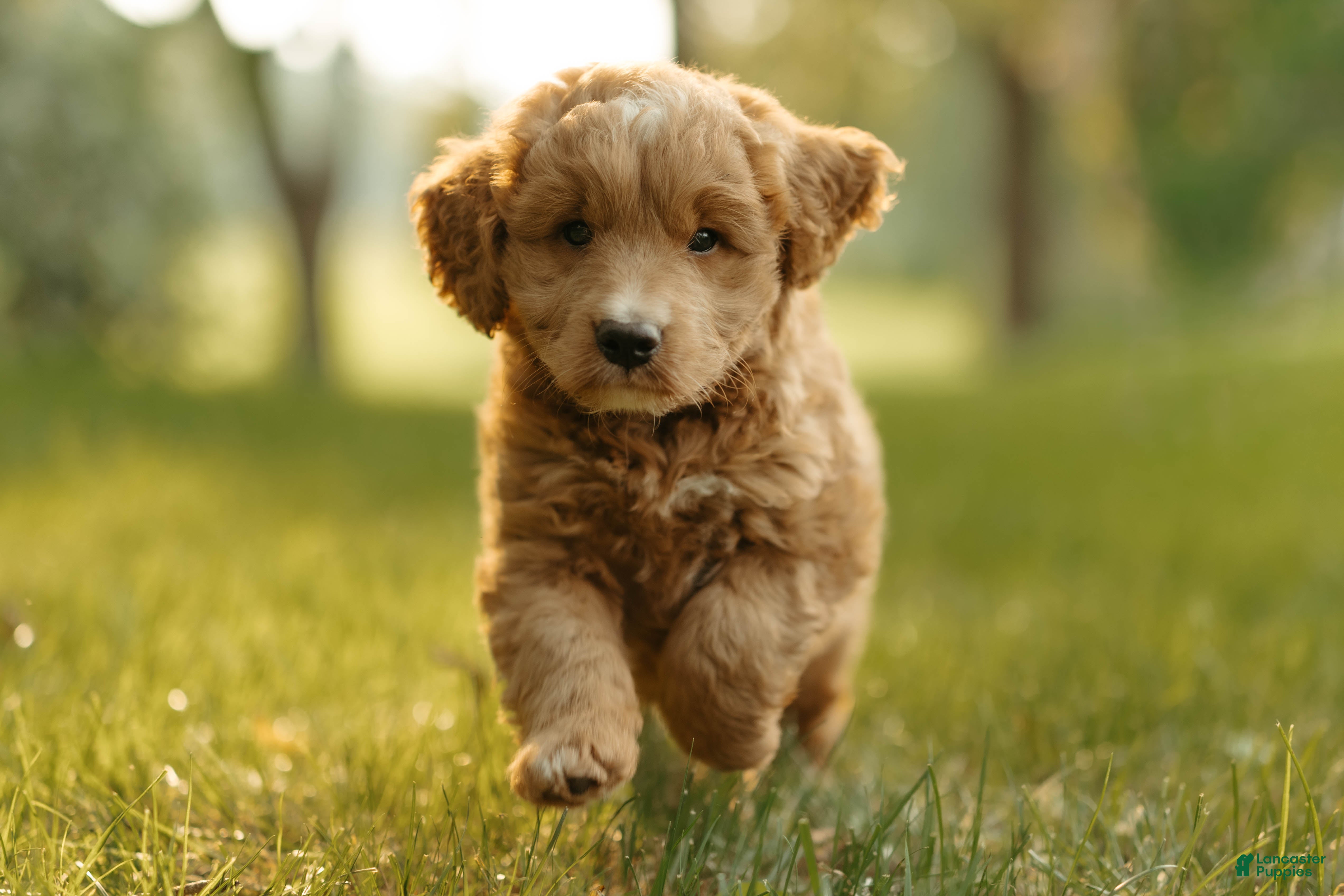 Mini Goldendoodle dogs Charlie - Ad 1