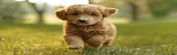 Mini Goldendoodle dogs for sale: Charlie - Ad 1