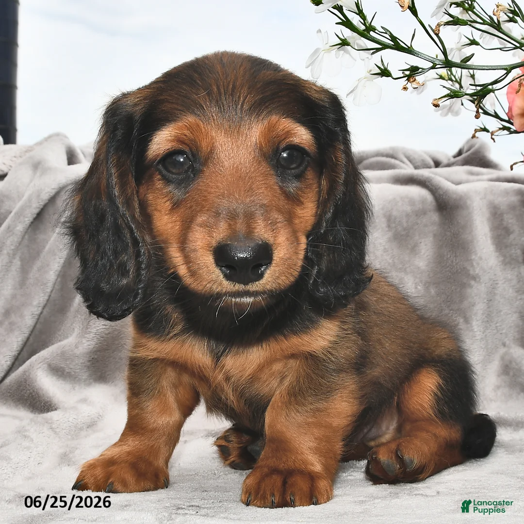 Miniature Dachshund dogs for sale: Murphy - Ad 2