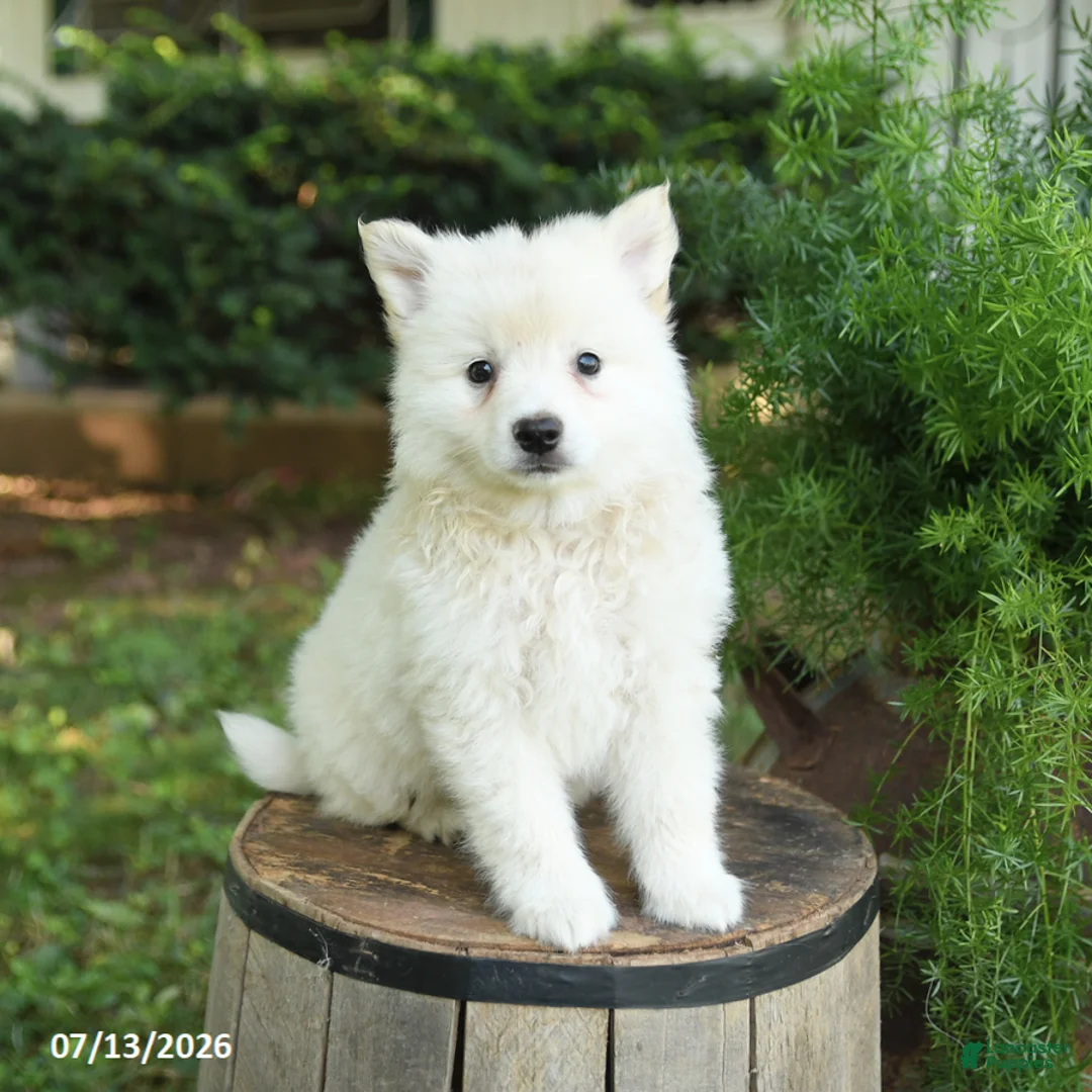 American Eskimo dogs for sale: Freddie - Ad 1