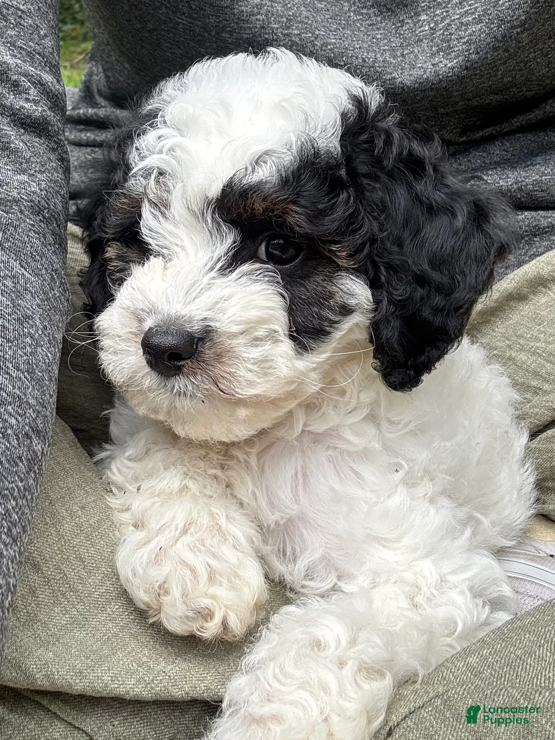 Cavapoo dogs for sale: Vienna - Ad 2
