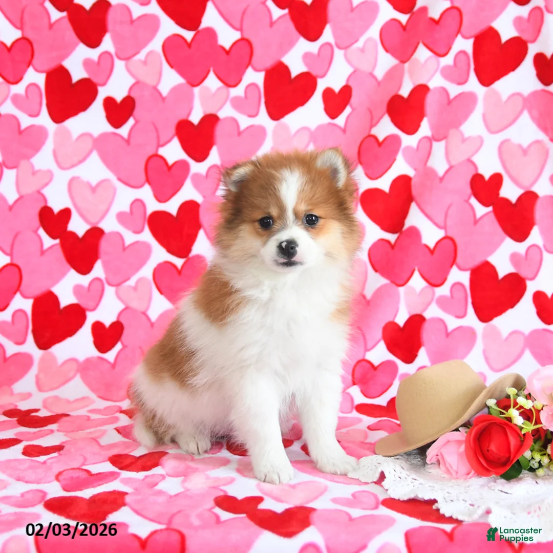 Pomeranian dogs for sale: Gracie - Ad 3