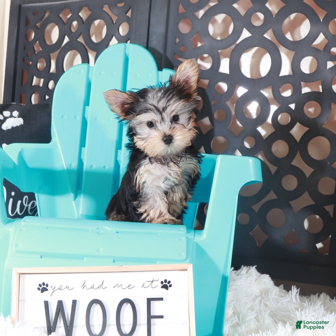 Yorkshire Terrier dogs for sale: Buckeye Teacup - Ad 1