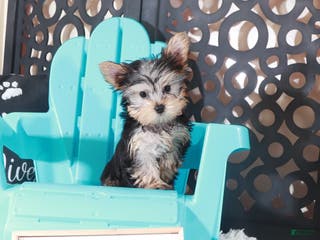 Yorkshire Terrier dogs Buckeye Teacup - Ad 28