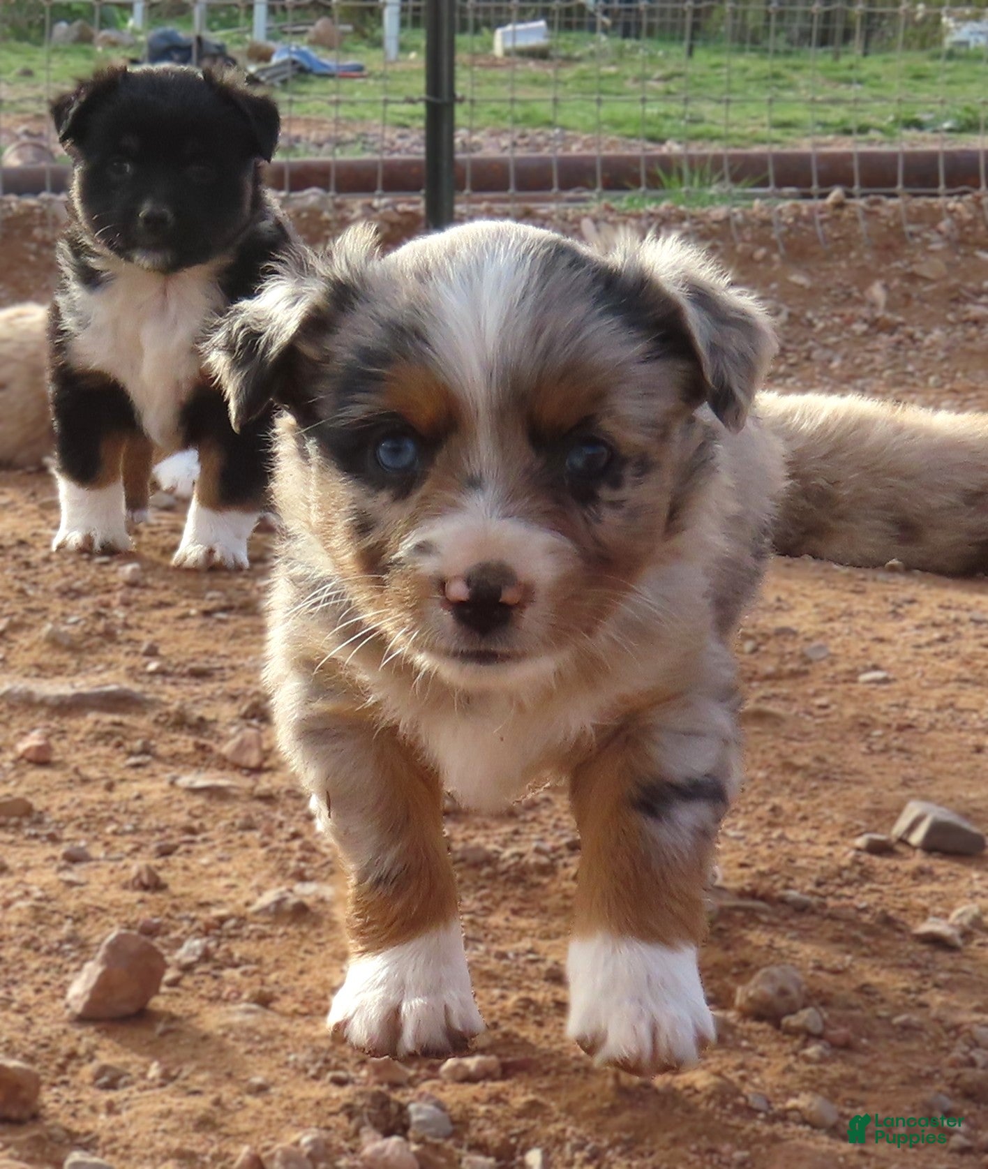 Miniature Australian Shepherd dogs 1 - Second blue merle girl with 1.5 blue eyes - Ad 3