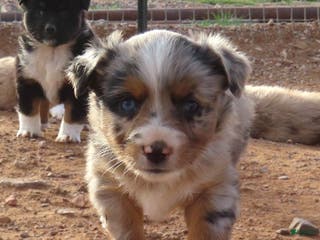 Miniature Australian Shepherd dogs 1 - Second blue merle girl with 1.5 blue eyes - Ad 2