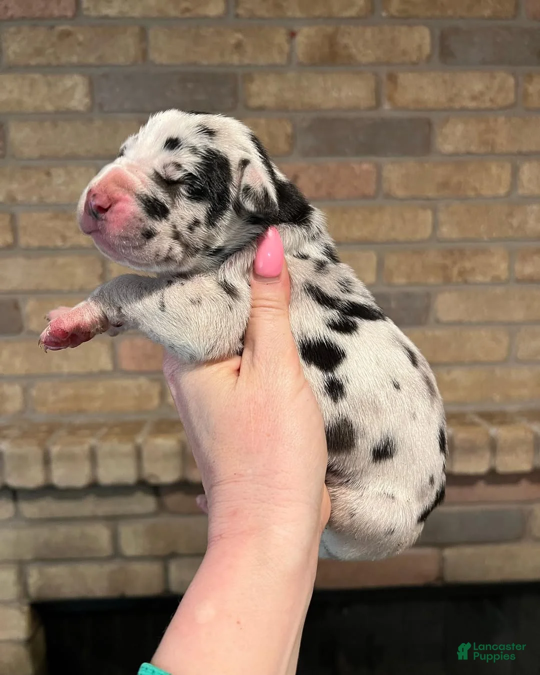 Great Dane dogs for sale: Carbon Creed's Iron Hera - Ad 2