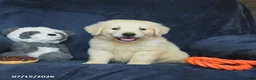Golden Retriever dogs for sale: Tonya - Ad 1