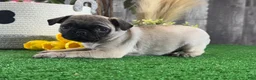 Pug dogs for sale: Patsy - Ad 3