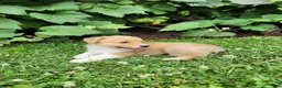 Welsh Corgi Pembroke dogs for sale: Andrew - Ad 3