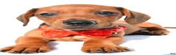Miniature Dachshund dogs for sale: Joey - Ad 5