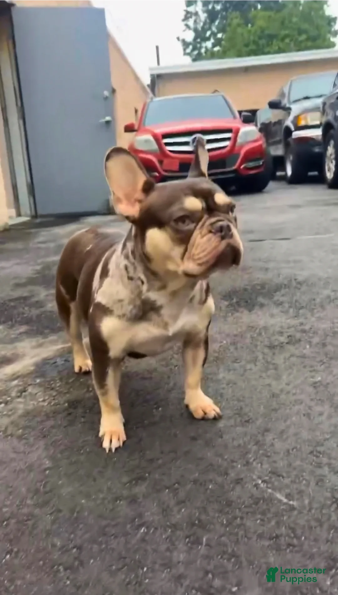 French Bulldog dogs for sale: Frank Big Rope  - Ad 2
