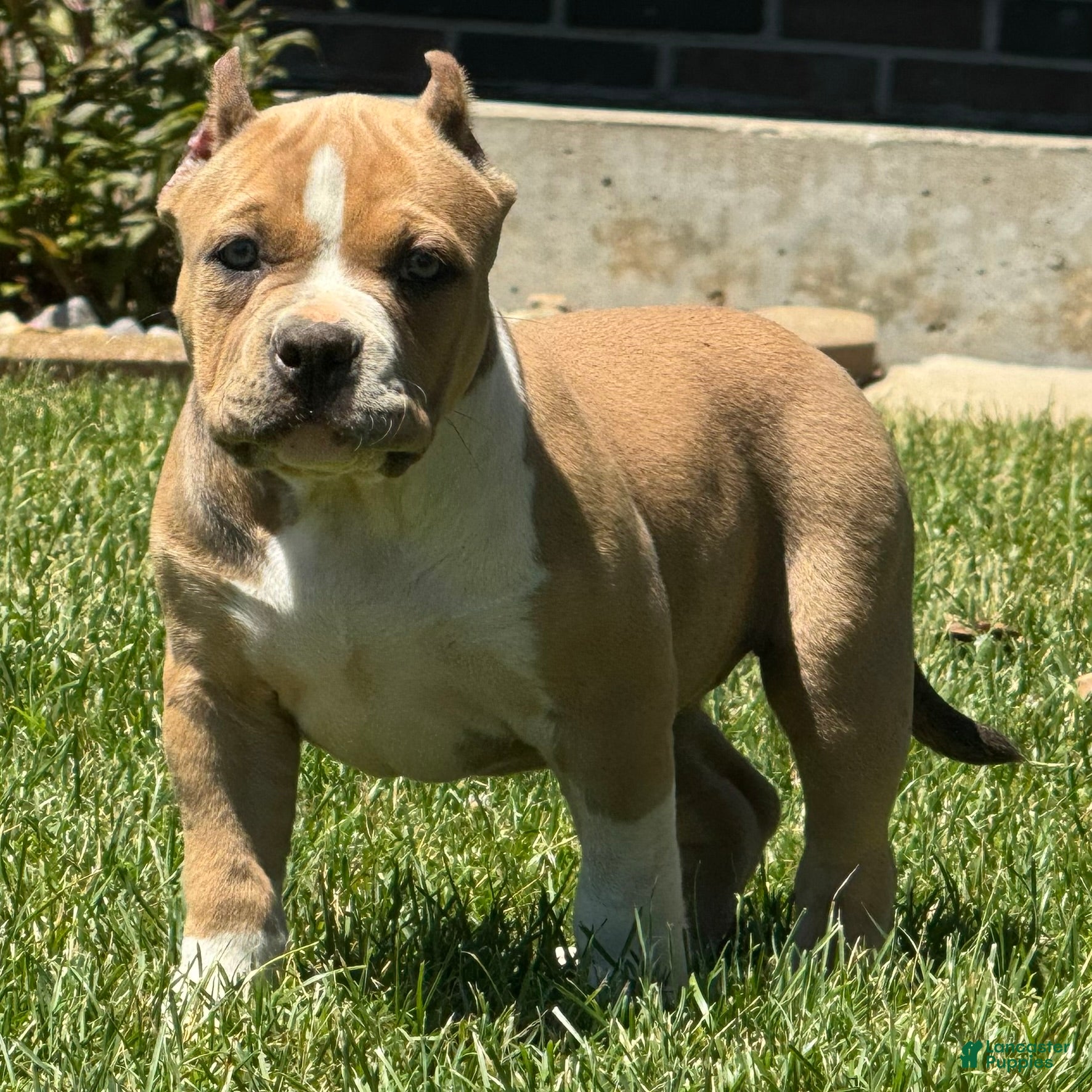 American Bully dogs Faye - Ad 1