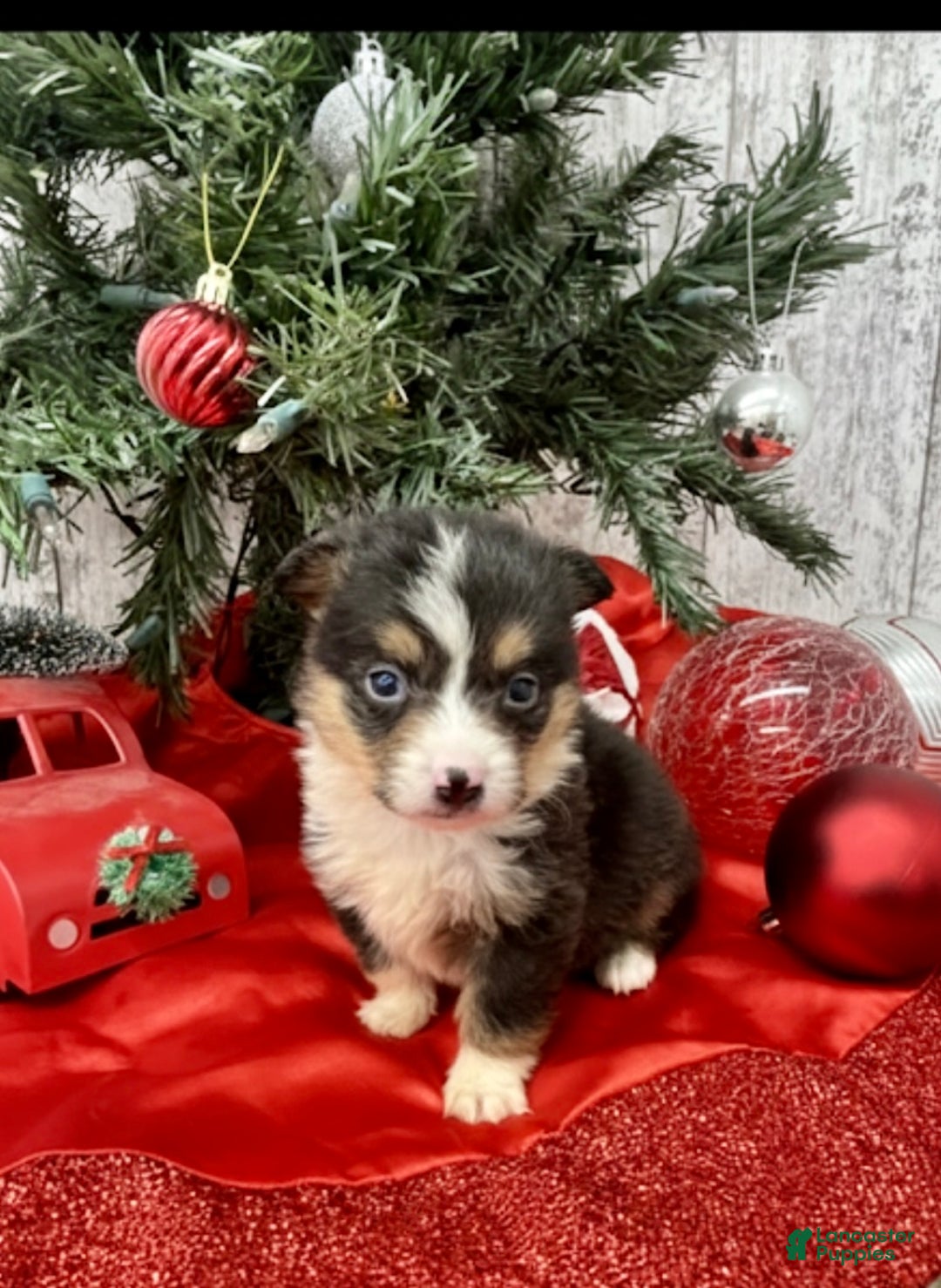 American Corgi dogs for sale: Male corgi 3 - Ad 1