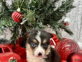 American Corgi dogs Male corgi 3 - Ad 5