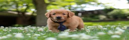 Golden Retriever dogs for sale: Vincent - Ad 8