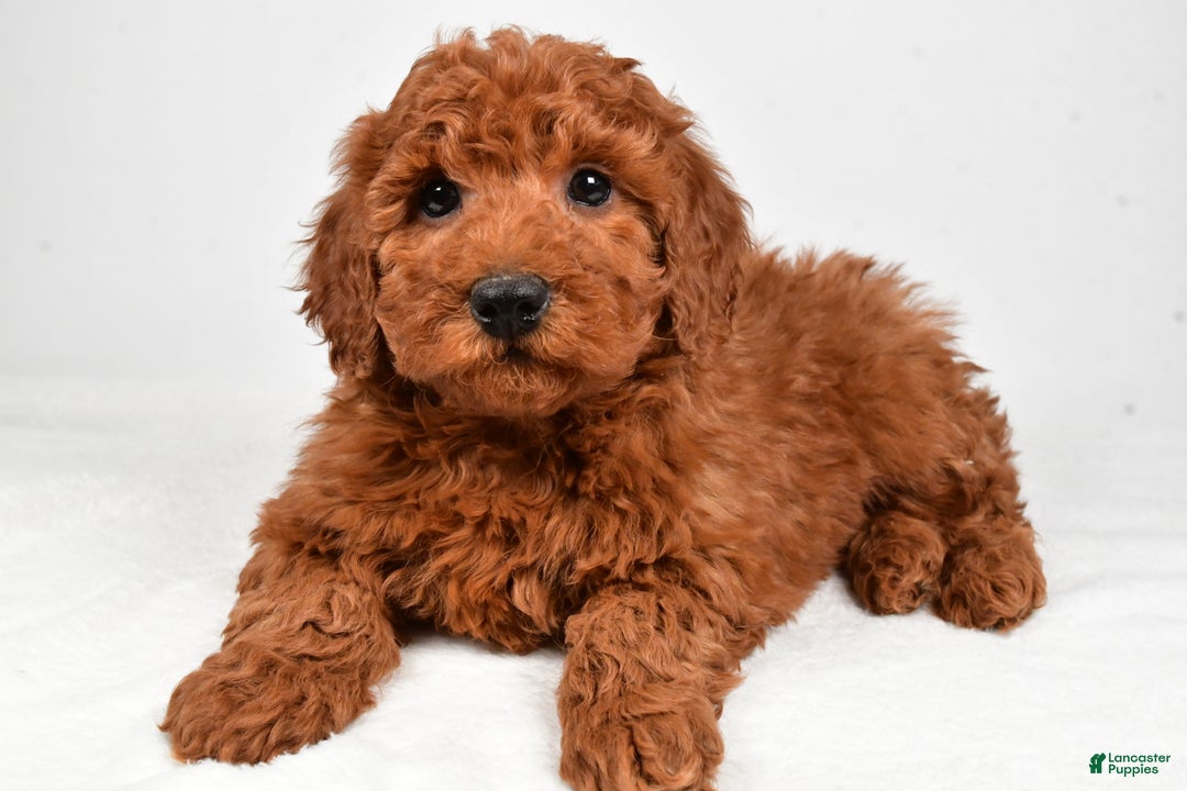 Miniature Poodle dogs for sale: Jasper - Ad 7