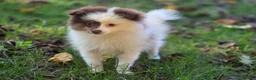 Pomeranian dogs for sale: Kibbles Pomeranian  - Ad 2