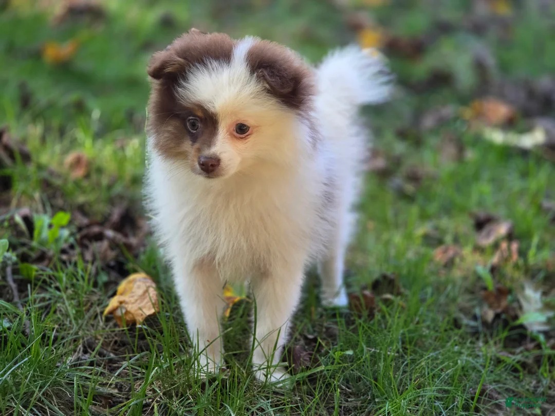 Pomeranian dogs for sale: Kibbles Pomeranian  - Ad 2