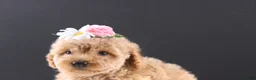 Shihpoo dogs for sale: Blossom - Ad 7
