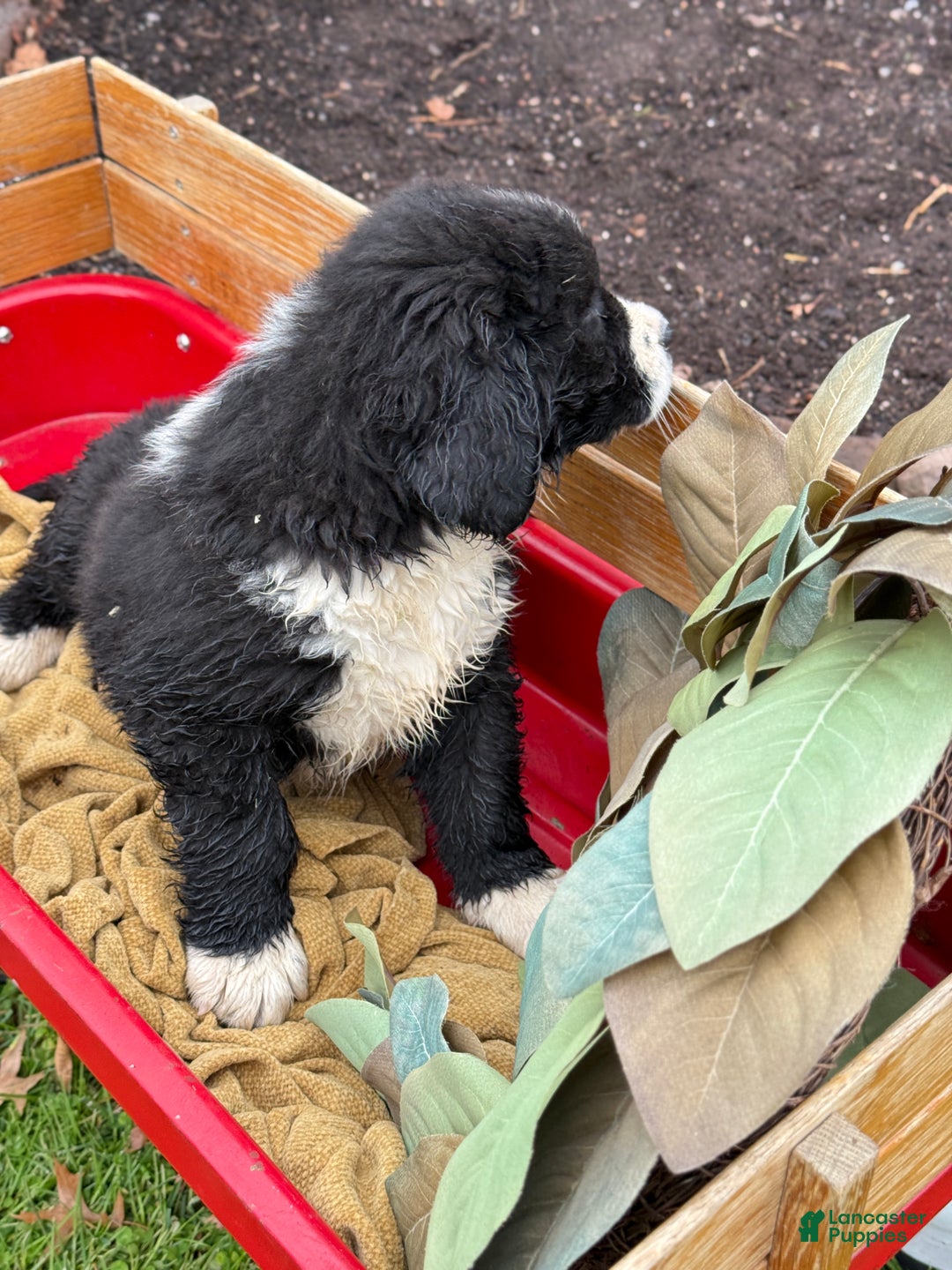 Mixed Breed dogs for sale: Watson - Ad 7