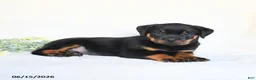 Rottweiler dogs for sale: Archie - Ad 4