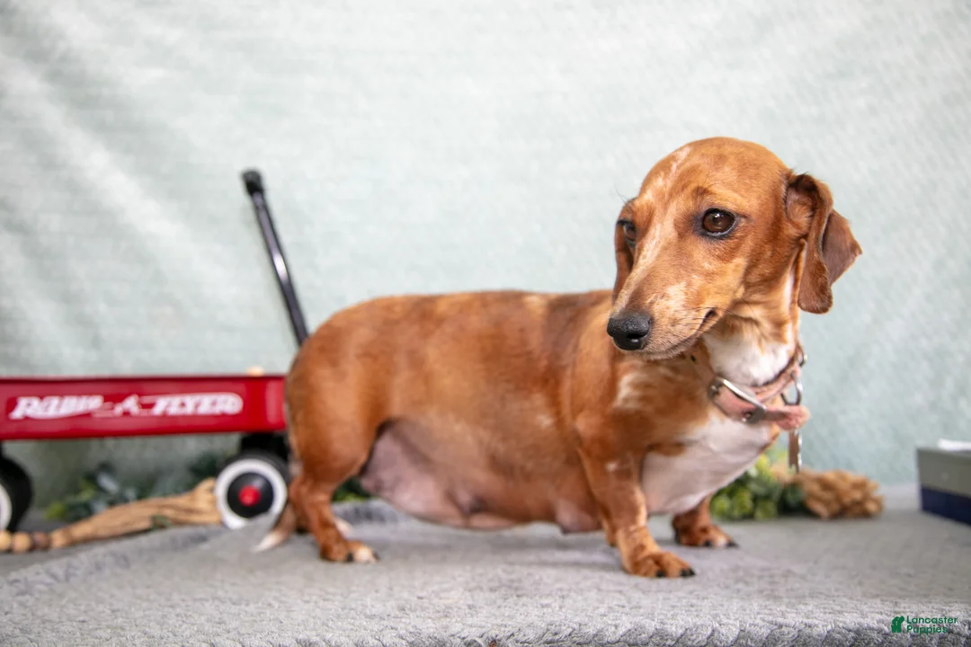Miniature Dachshund dogs for sale: Belinda - Ad 4