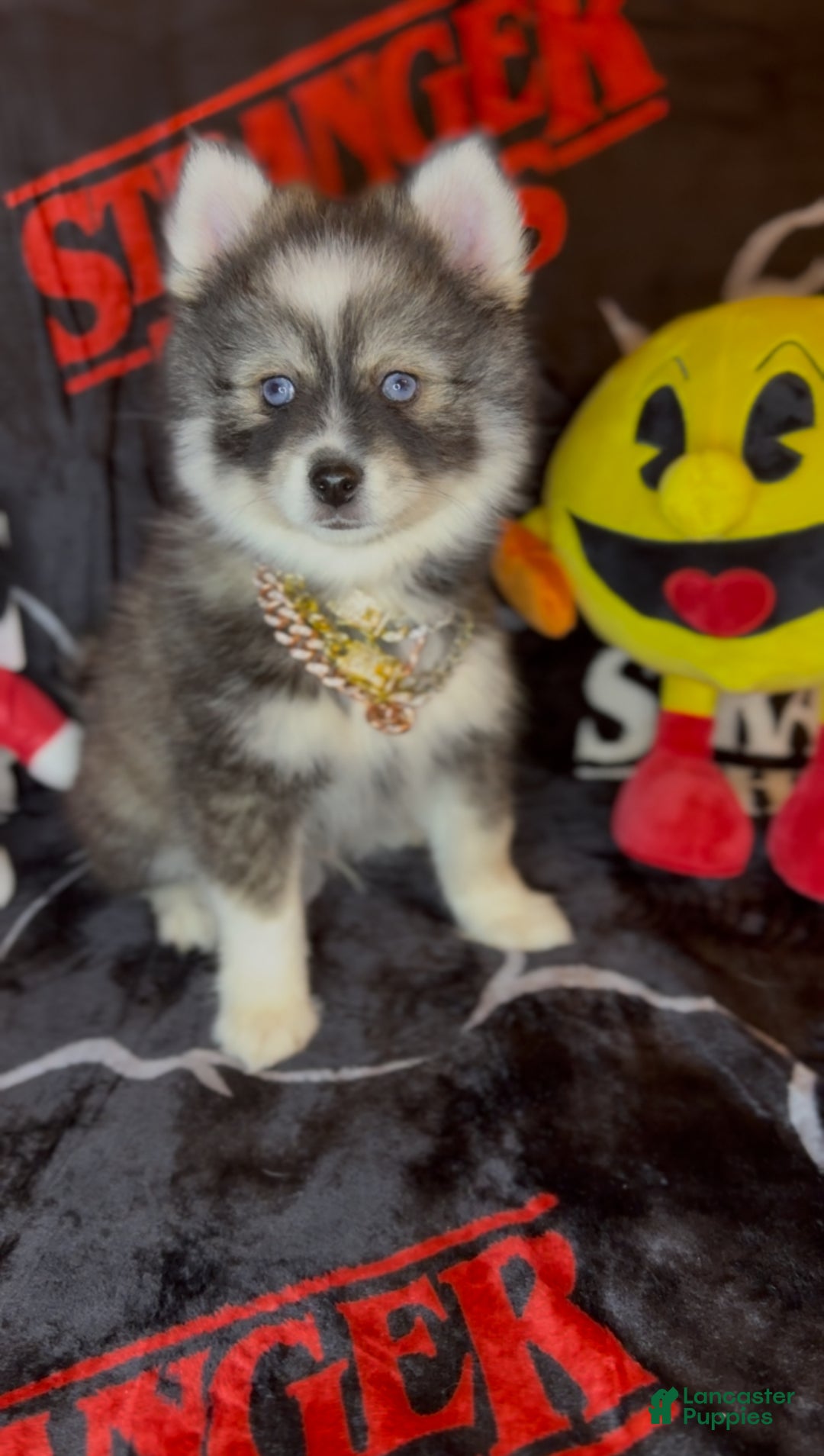 Pomsky dogs for sale: Loki (Mini Pomsky Pup) will be less than 10lbs - Ad 9