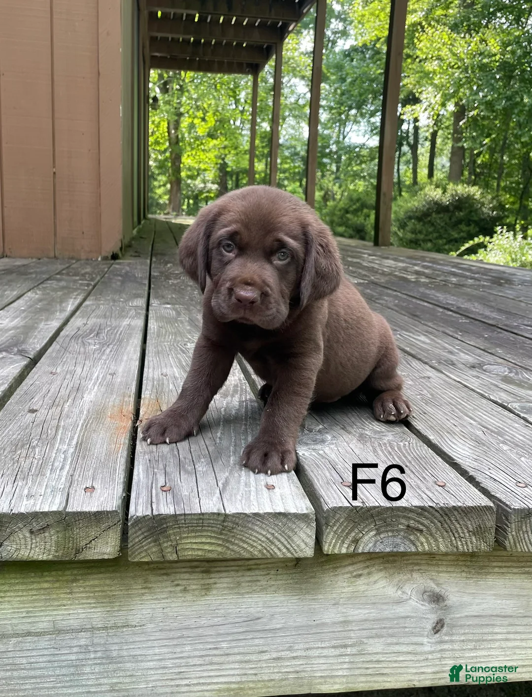 Labrador Retriever dogs for sale: Labrador Retriever 6 - Ad 2