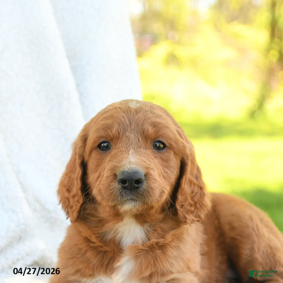 Goldendoodle dogs for sale: Cooper - Ad 3