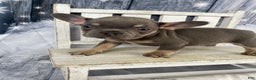 French Bulldog dogs for sale: Hunter - Ad 8