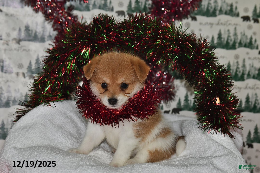 Mixed Breed dogs for sale: Shirley - Ad 3