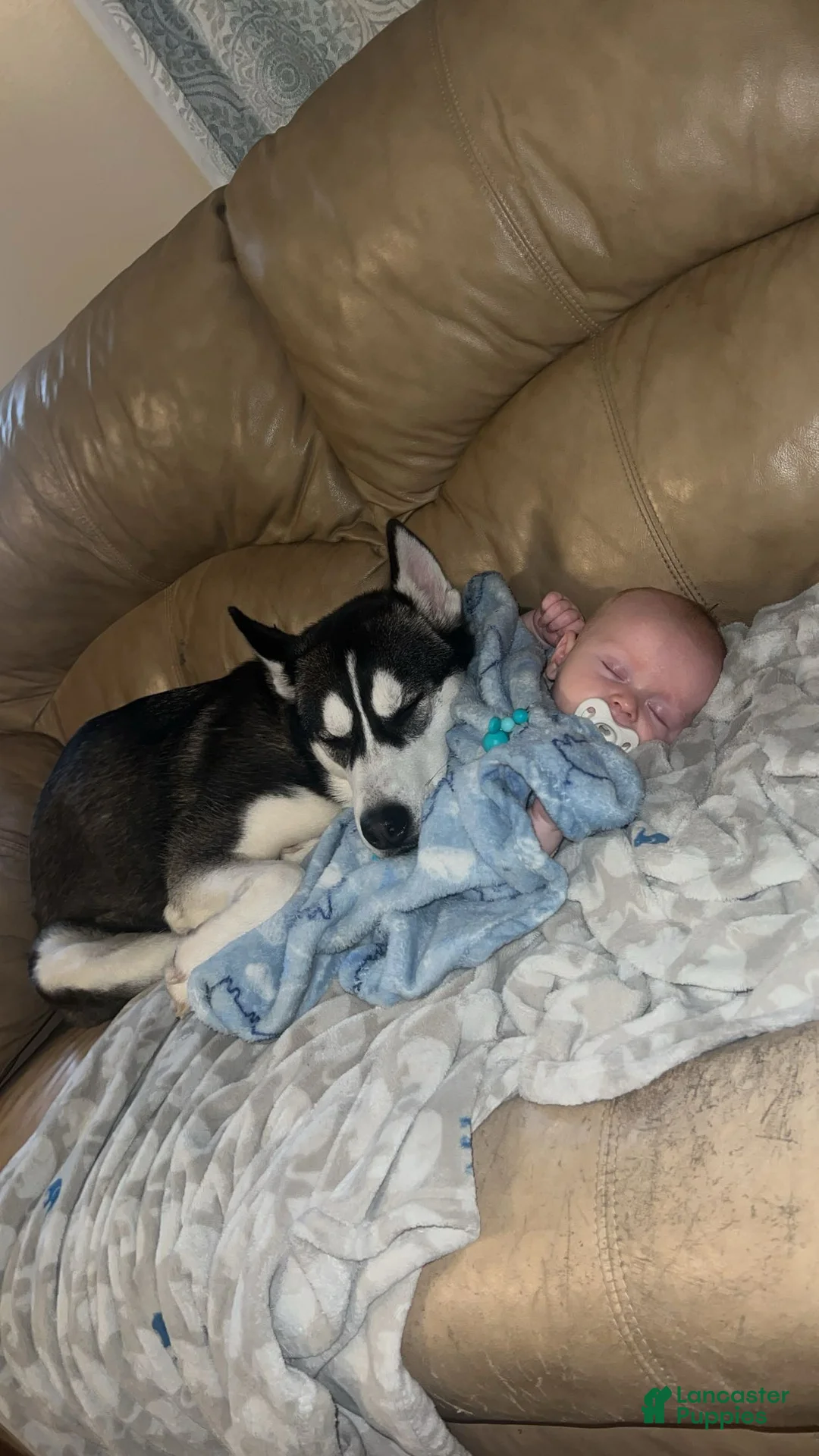 Siberian Husky dogs for sale: Siberian Husky Puppy 1 - Ad 3