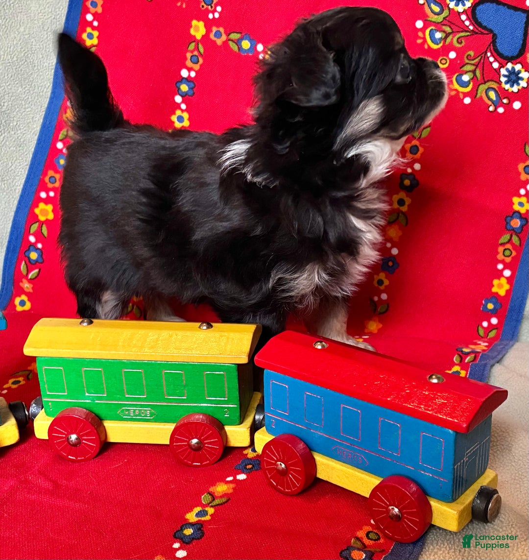 Chihuahua dogs for sale: Chihuahua Puppy 1 - Ad 2