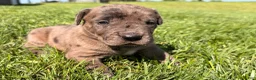 Great Dane dogs for sale: Andy  - Ad 3
