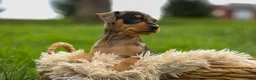 Miniature Pinscher dogs for sale: ACE - Ad 10