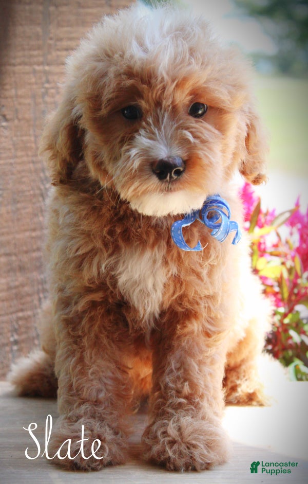 Mini Goldendoodle dogs Slate Medium Goldendoodle F1 Boy  - Ad 2
