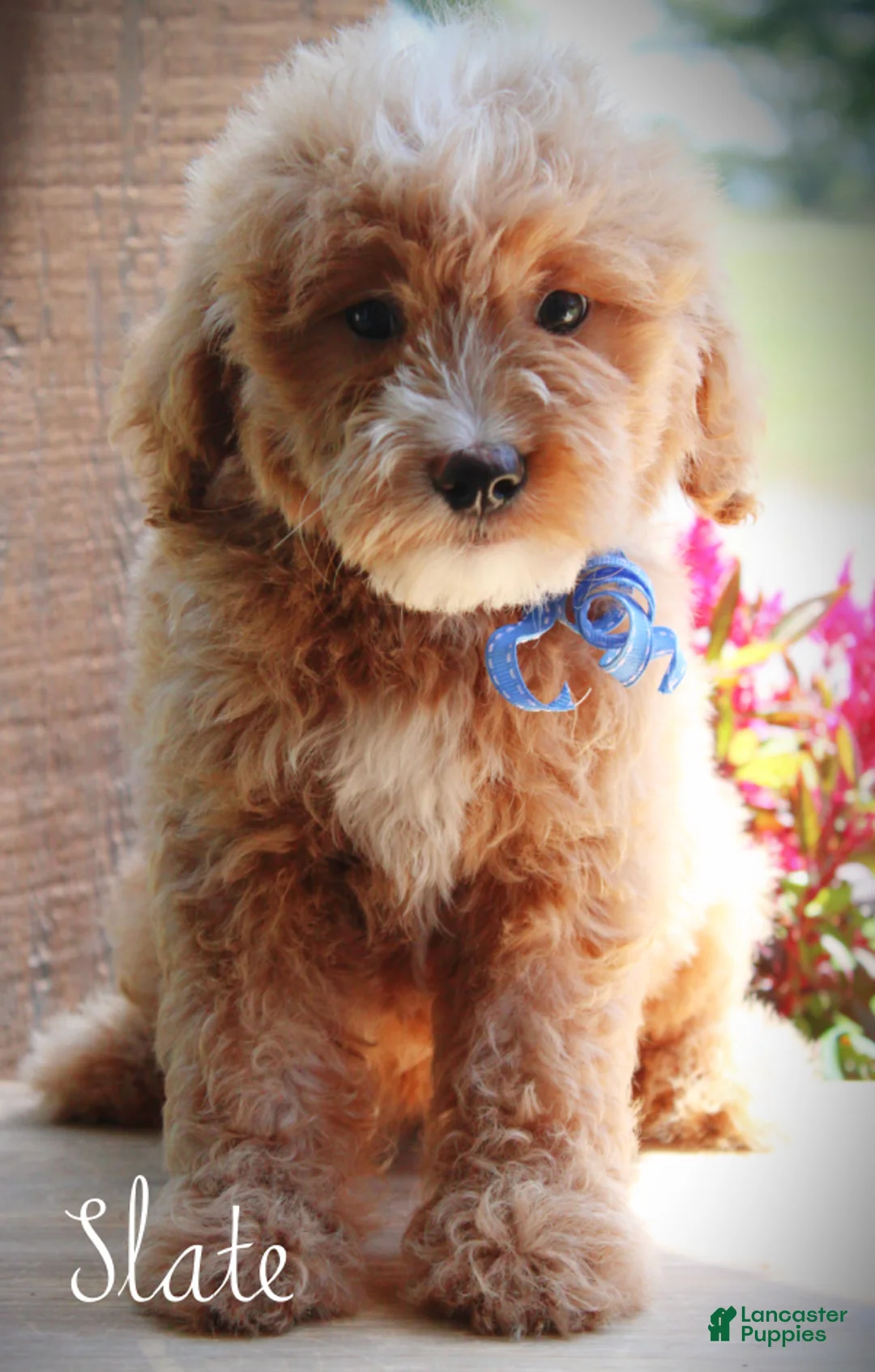 Mini Goldendoodle dogs for sale: Slate Medium Goldendoodle F1 Boy  - Ad 2