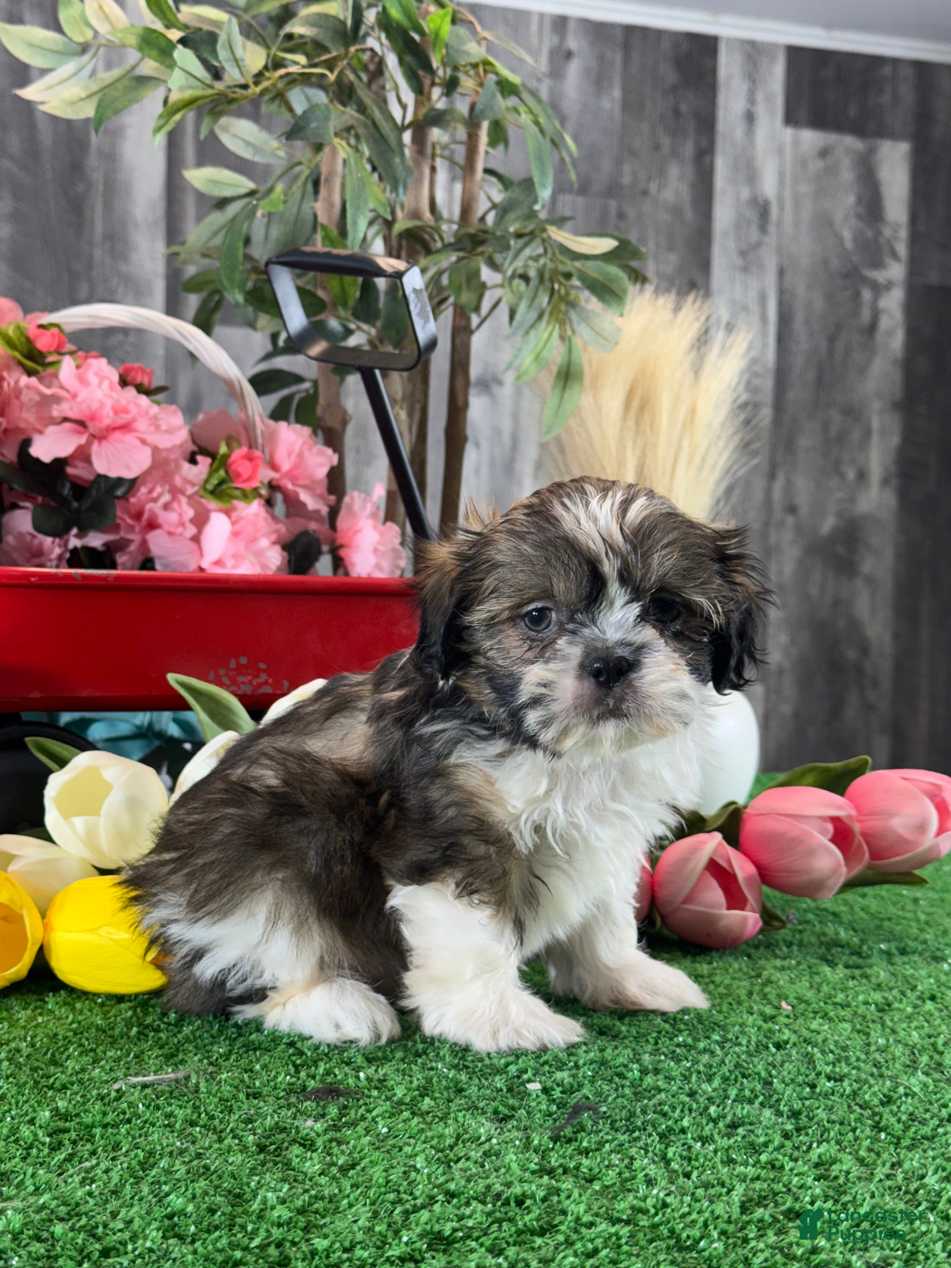 Shih Tzu dogs for sale: Sydney  - Ad 5