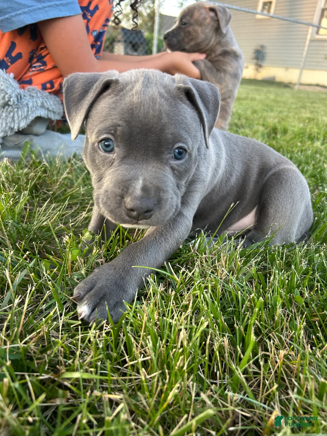 Mixed Breed dogs for sale: Blue male - Ad 1