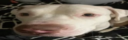 American Pit Bull Terrier dogs for sale: American Pit Bull Terrier 1 - Ad 1