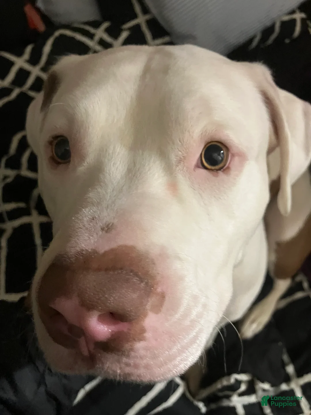 American Pit Bull Terrier dogs for sale: American Pit Bull Terrier 1 - Ad 1