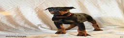 Doberman Pinscher dogs for sale: Rufus - Ad 5