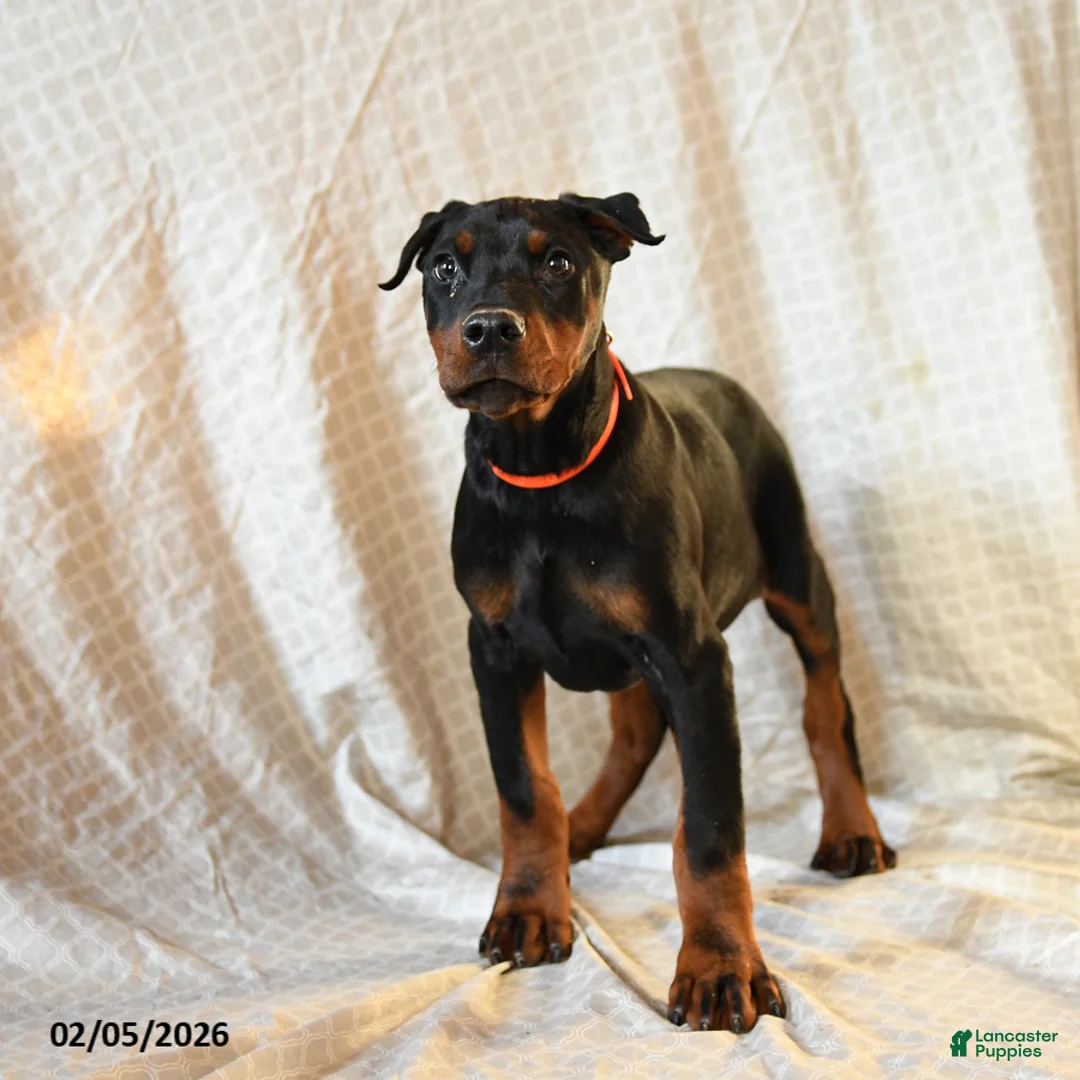 Doberman Pinscher dogs for sale: Rufus - Ad 5