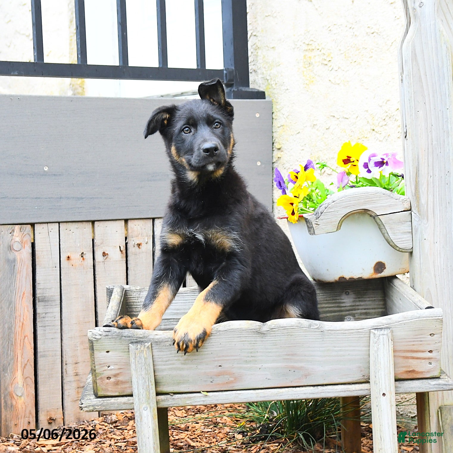 Mixed Breed dogs Callie  - Ad 1