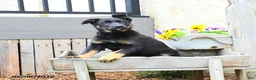 Mixed Breed dogs for sale: Callie  - Ad 1