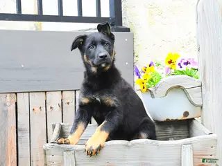 Mixed Breed dogs for sale: Callie - Ad 2
