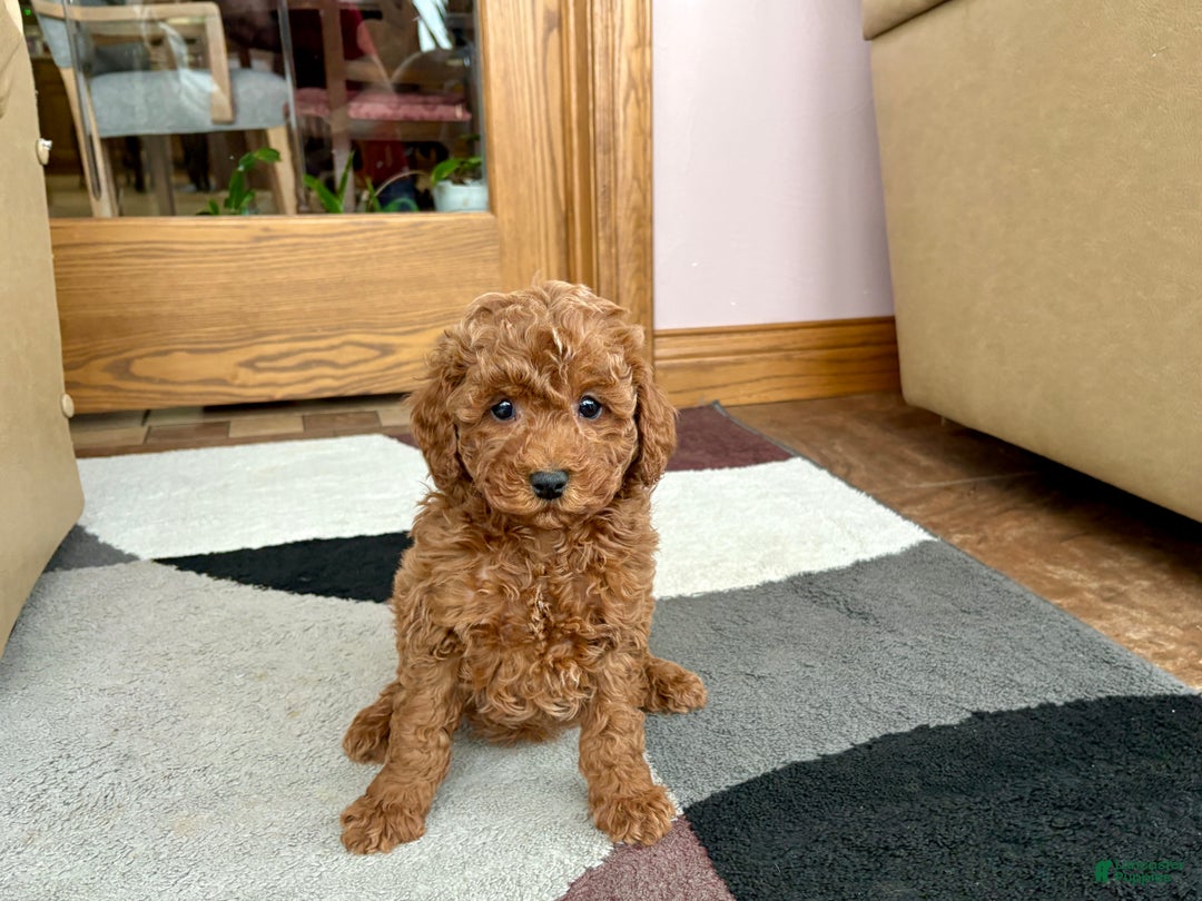 Cavapoo dogs for sale: Cavapoo Puppy 4 - Ad 7