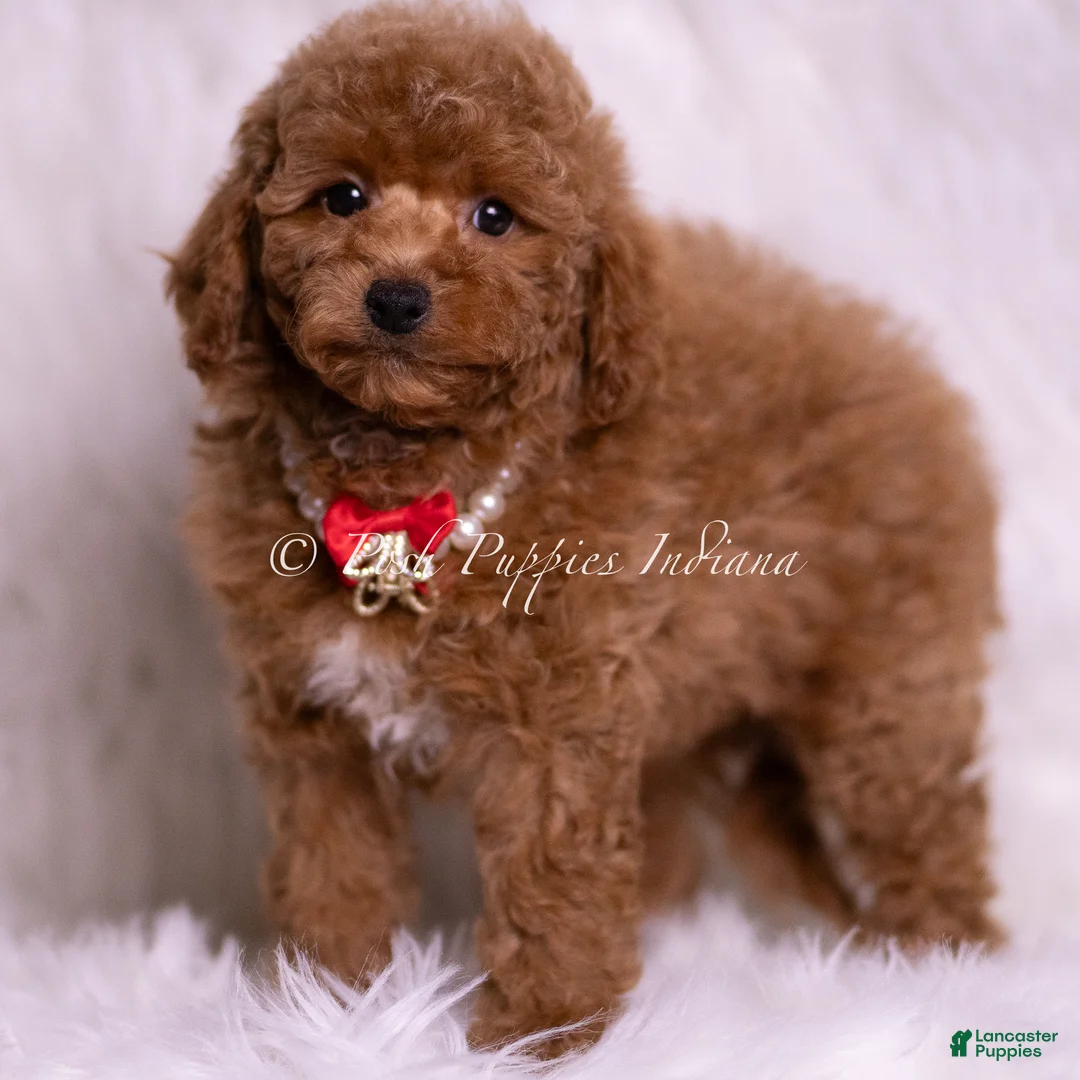 Maltipoo dogs for sale: Squeak F1B - Ad 1
