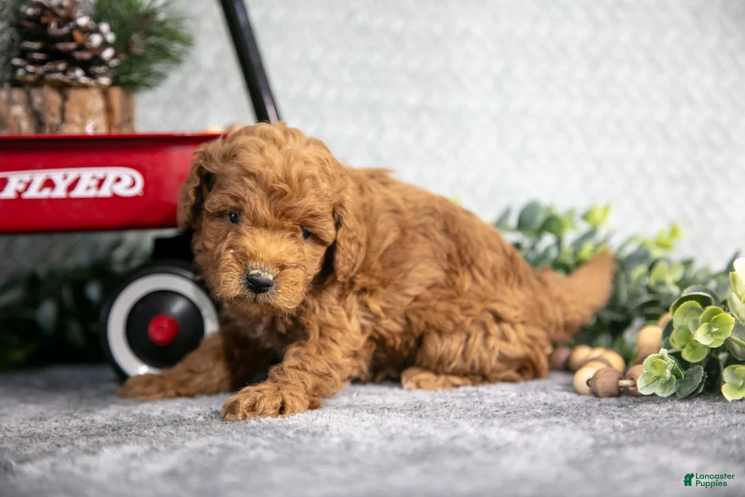 Mini Goldendoodle dogs for sale: Vanessa - Ad 3